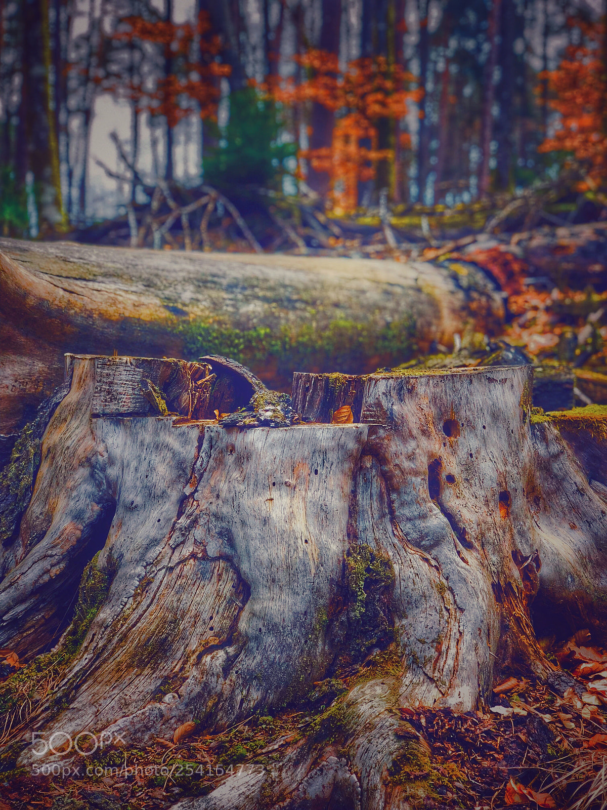 Apple iPhone X sample photo. Racines photography