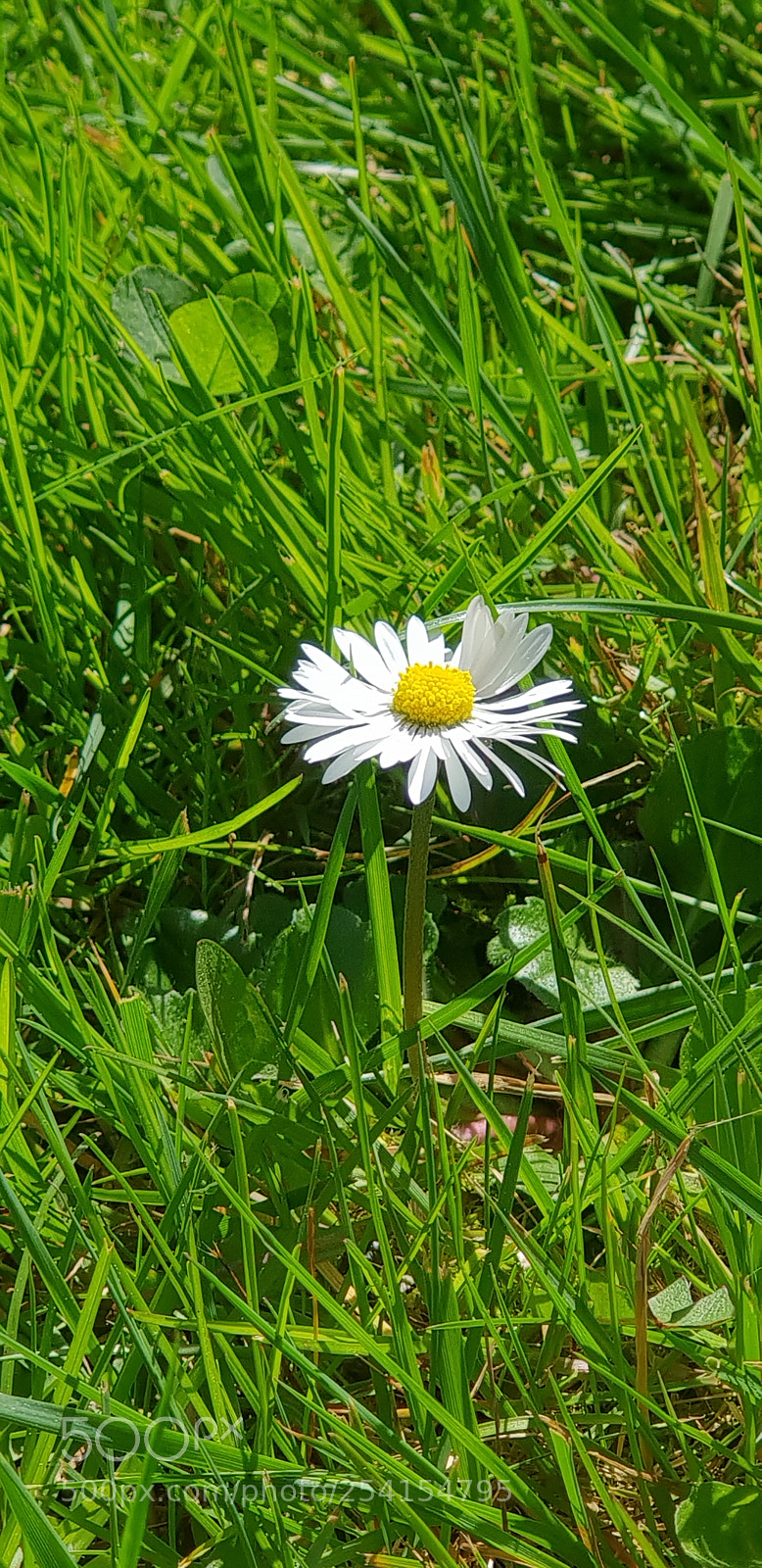 Samsung Galaxy S9+ sample photo. Untitled photography