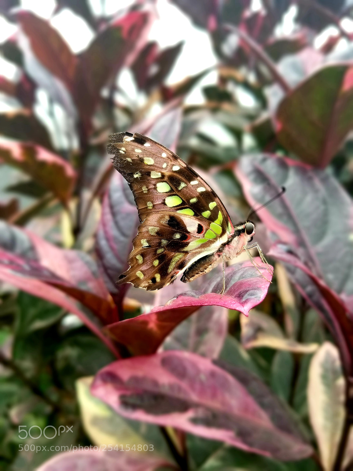 Samsung Galaxy S8 sample photo. Tailed jay photography
