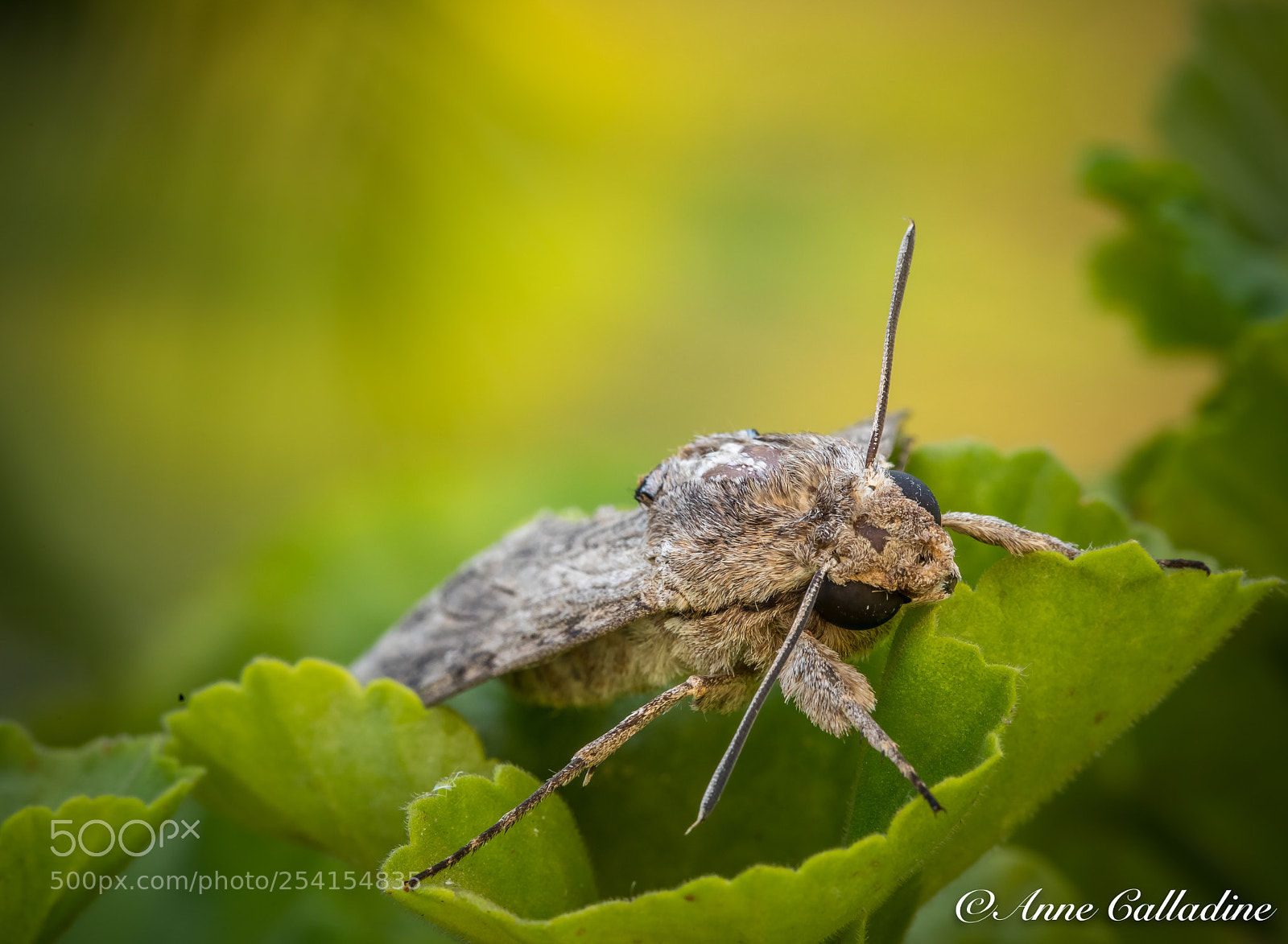 Canon EOS 5D Mark IV sample photo. Sphinx butterfly photography