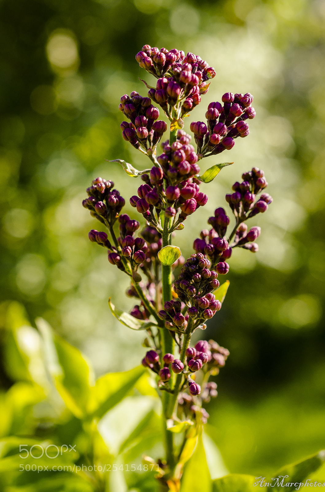 Nikon D7000 sample photo. Lilas photography