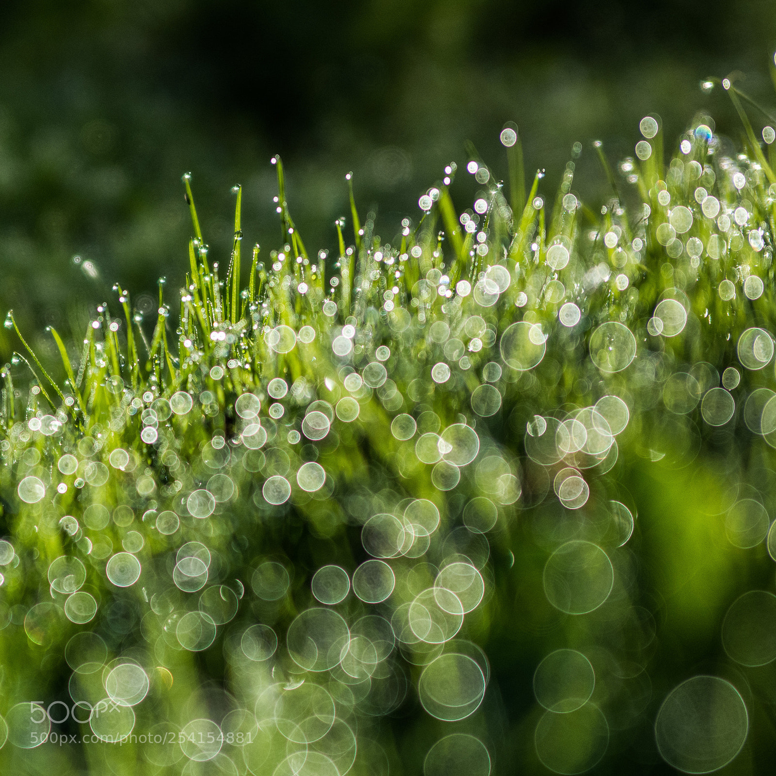 Nikon D7100 sample photo. Dew 18.4.2018 photography