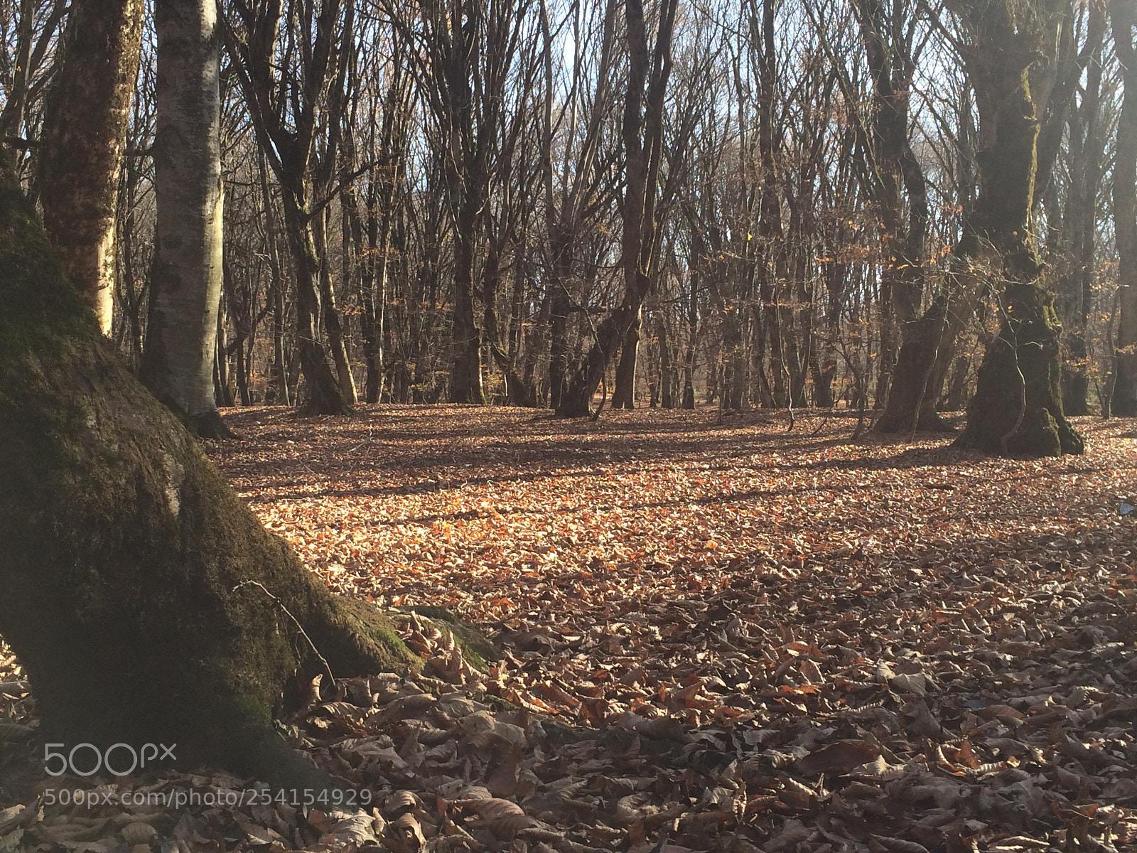 Apple iPhone 5s sample photo. Untitled photography