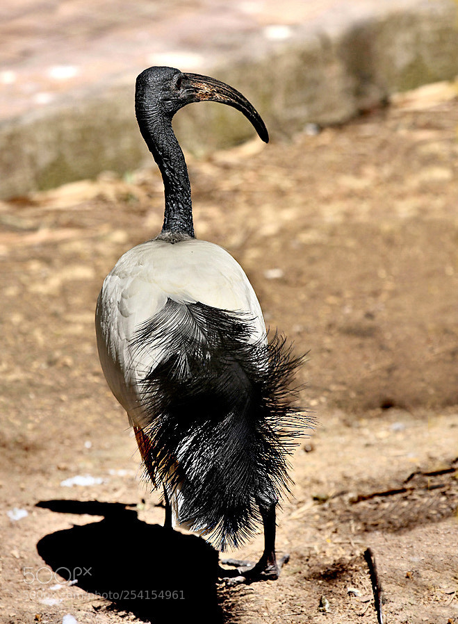 Canon EOS 60D sample photo. Ибис photography