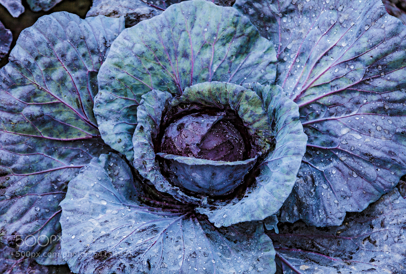 Canon EOS 5D Mark II sample photo. Cabbage photography