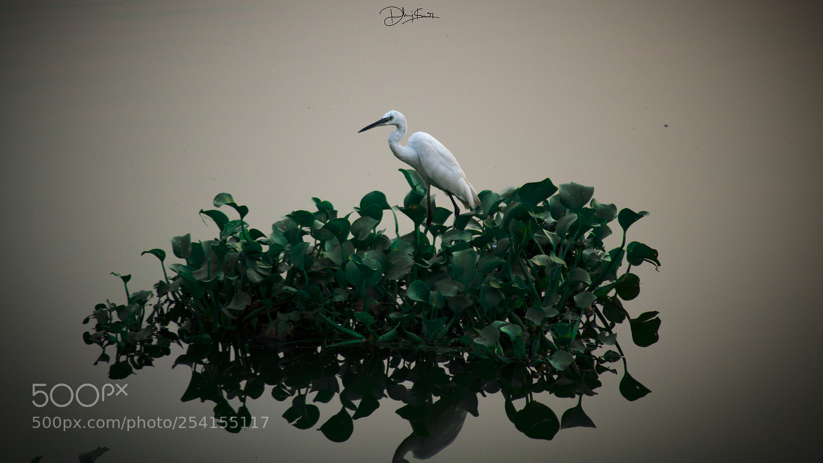 Nikon D7000 sample photo. Birdwatching photography