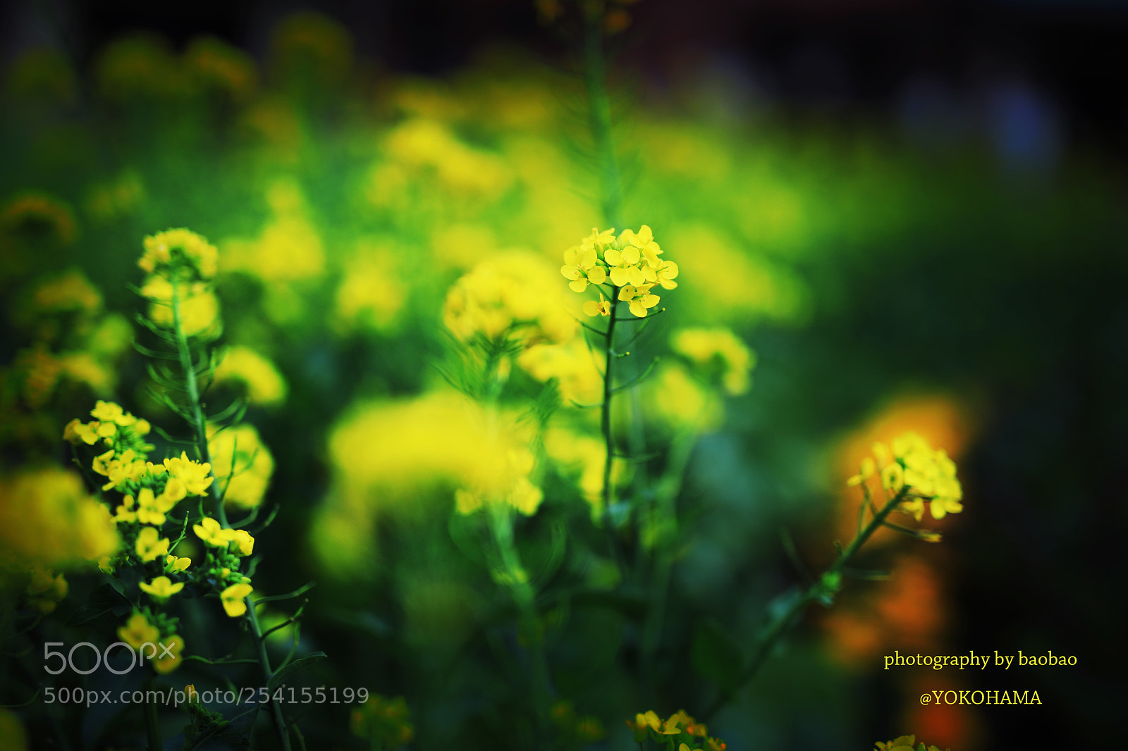 Canon EOS 5D Mark IV sample photo. Untitled photography