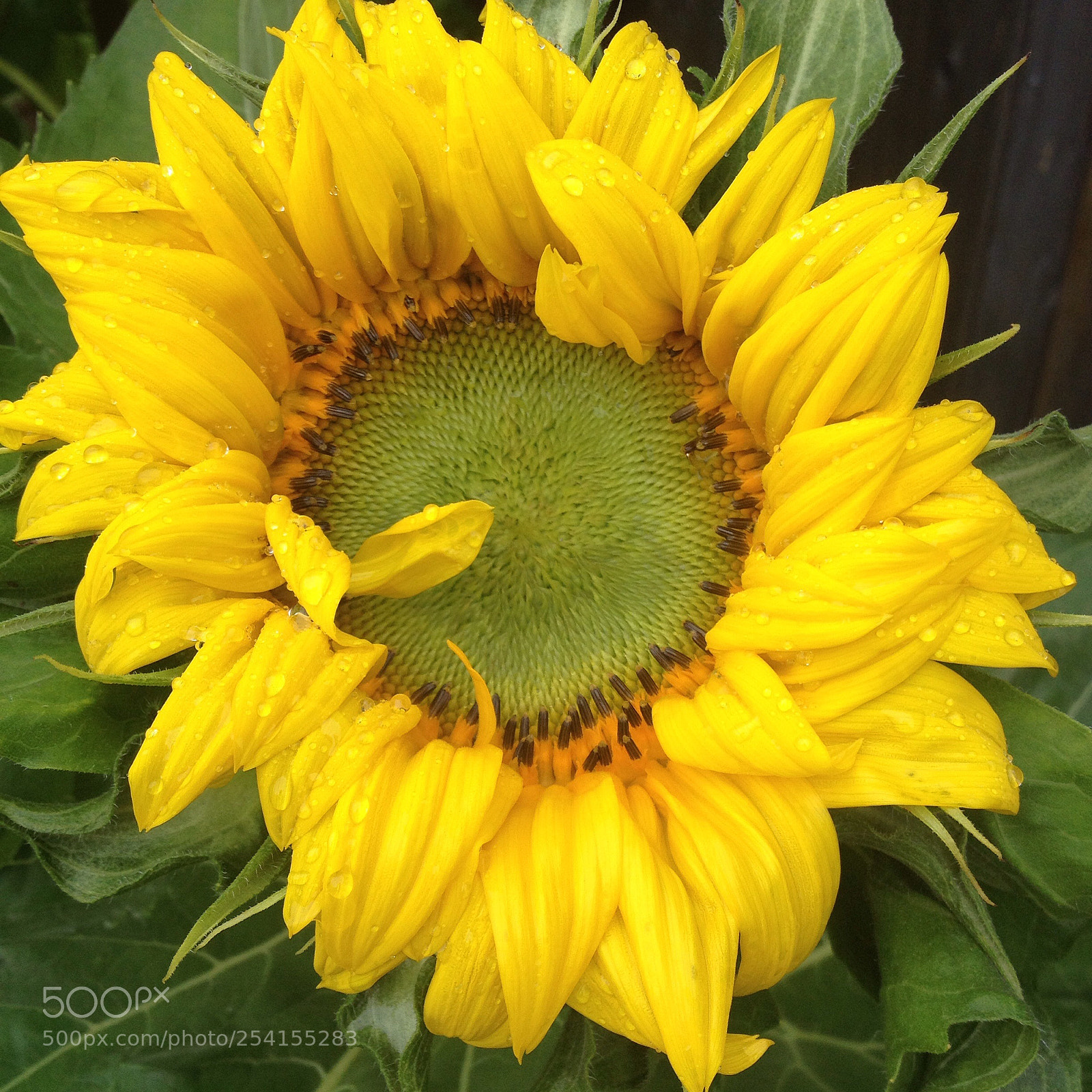 Apple iPhone 4S sample photo. Sunflower  photography