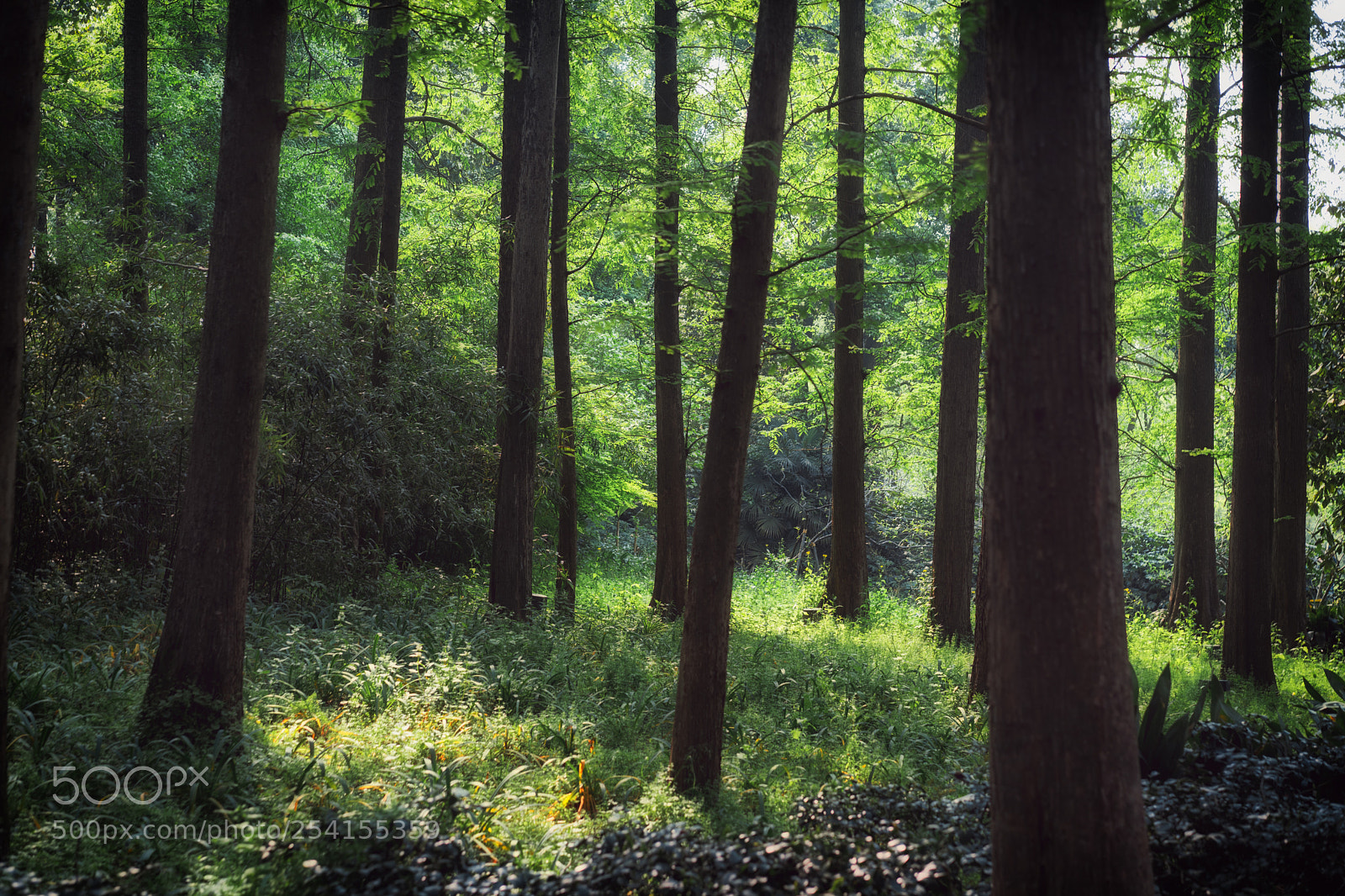 Sony a7 II sample photo. Dsc photography
