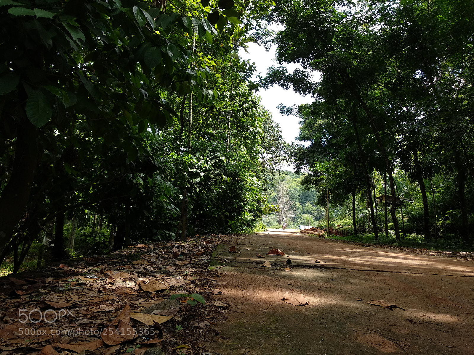 Xiaomi Mi A1 sample photo. Into the woods.. photography
