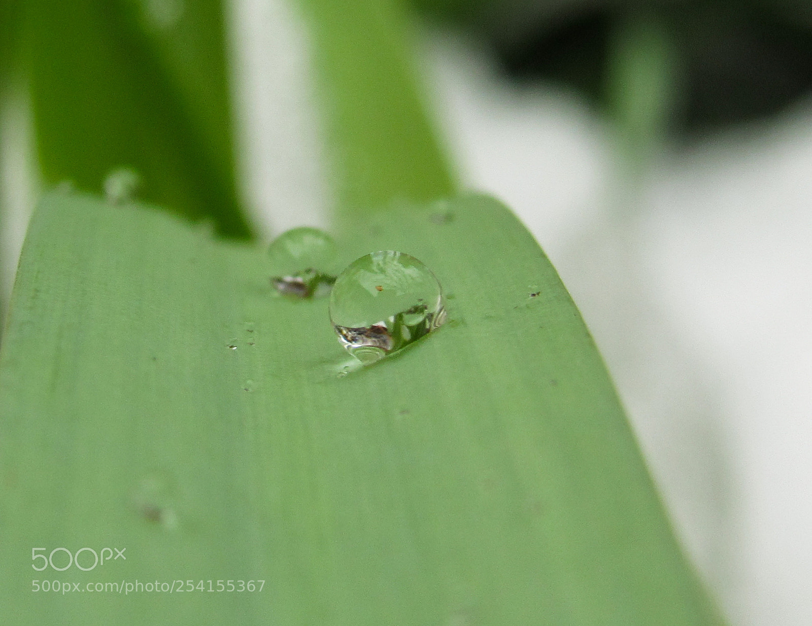 Canon PowerShot SX530 HS sample photo. Dew after the rain 1 photography