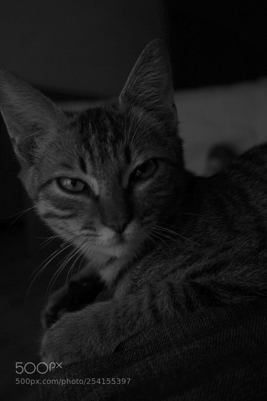 Sony a6000 sample photo. Meko photography