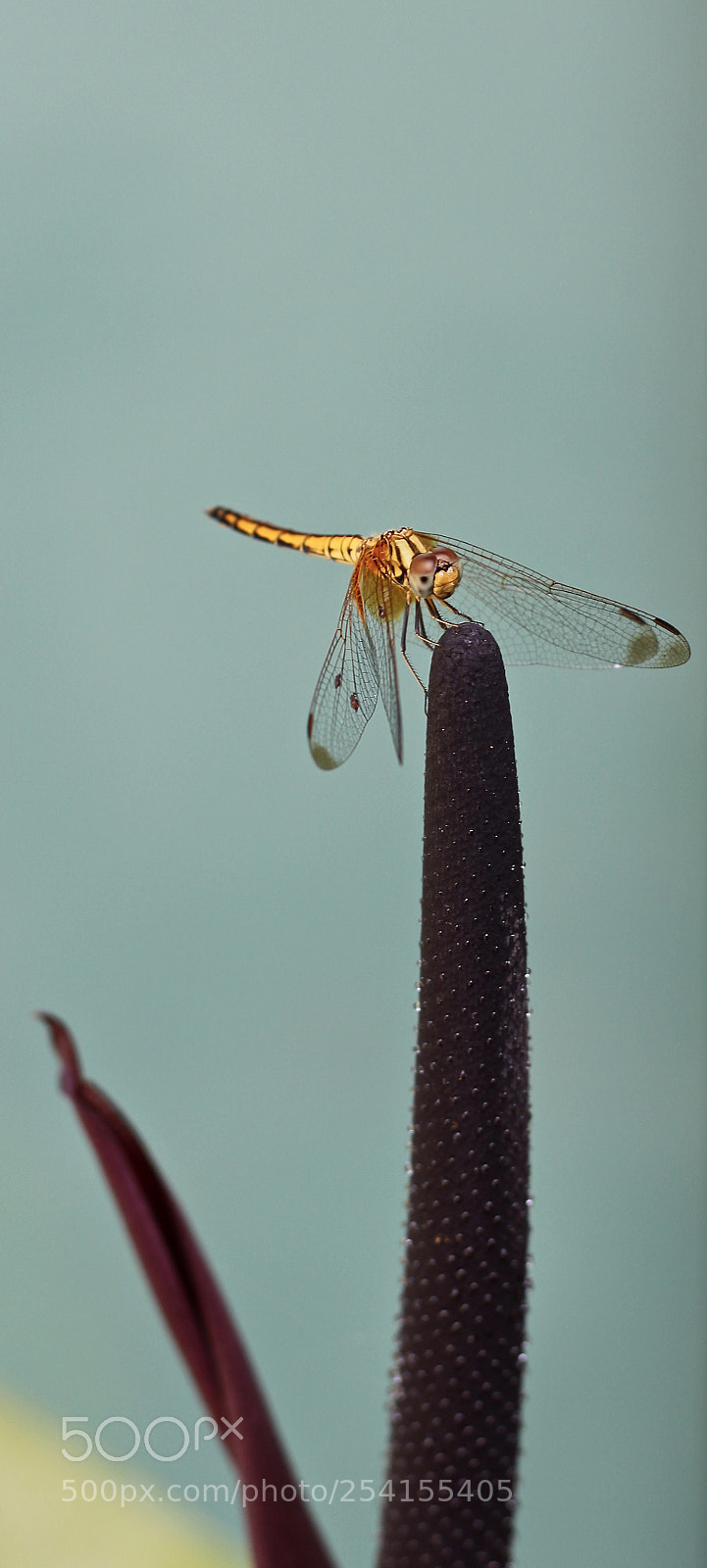 Canon EOS 700D (EOS Rebel T5i / EOS Kiss X7i) sample photo. Lady dragonfly photography