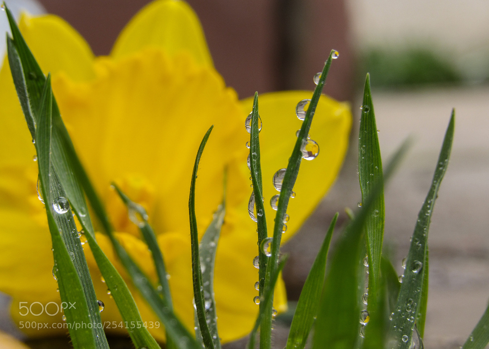 Canon PowerShot SX530 HS sample photo. Dew after the rain 7 photography