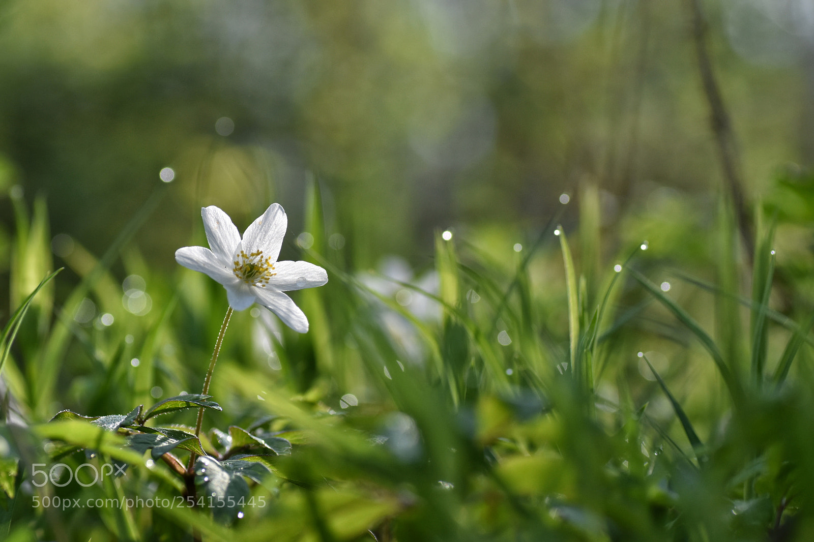 Nikon D5500 sample photo. Untitled photography