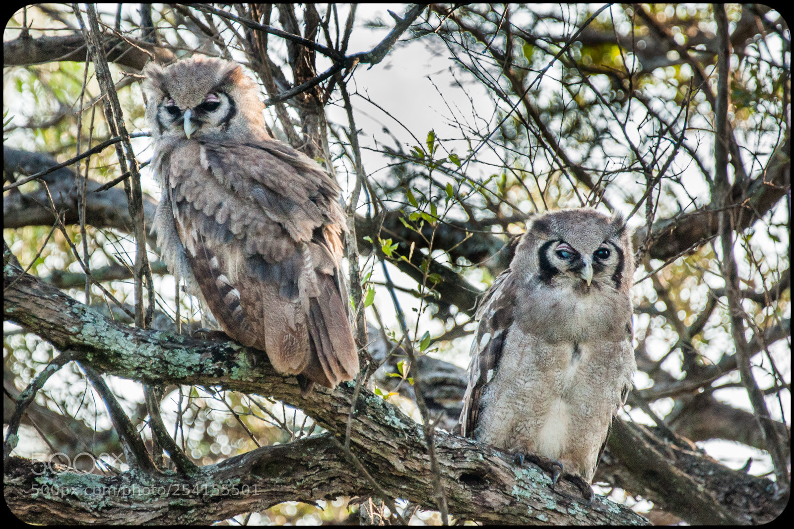 Sony Alpha DSLR-A700 sample photo. Hoo's looking at you photography