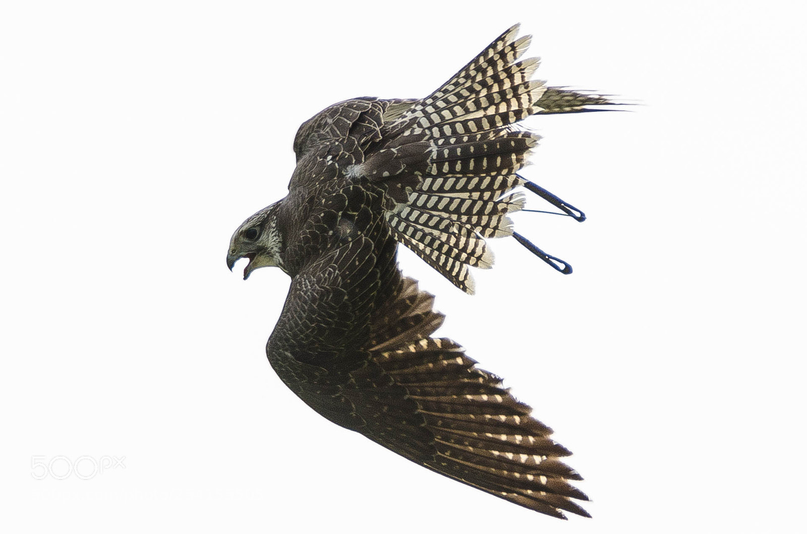 Nikon D7000 sample photo. King of the skies photography