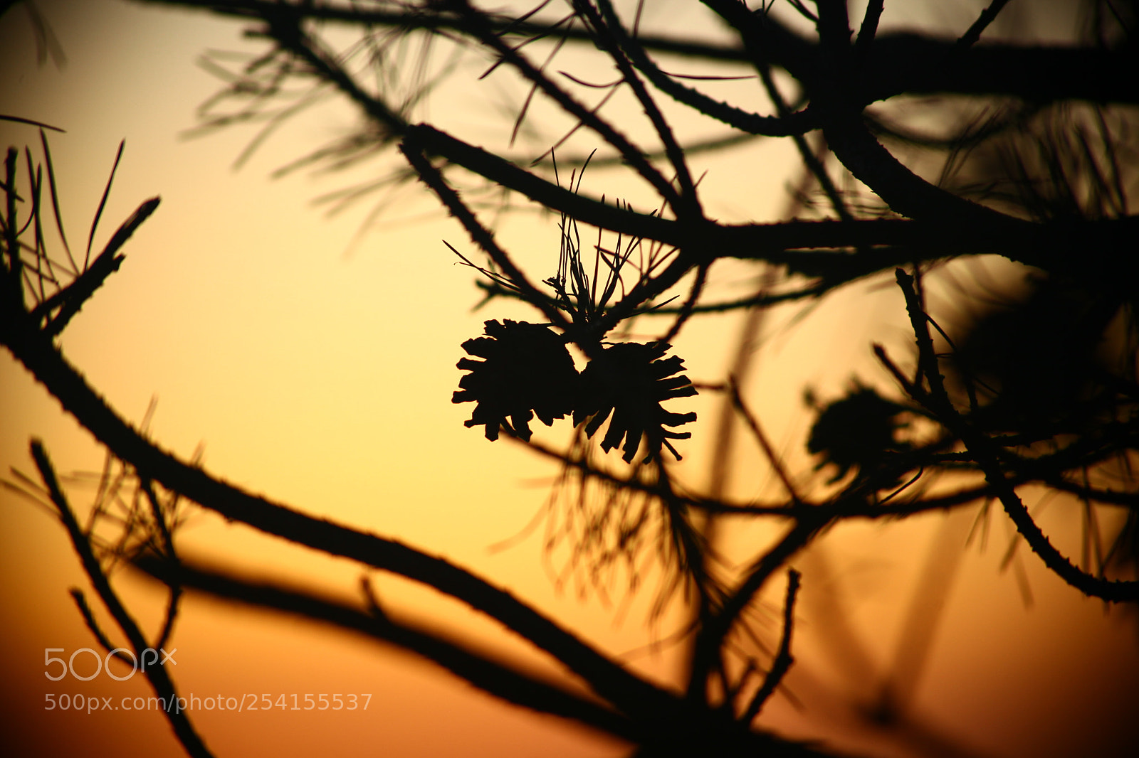 Canon EOS 5D Mark II sample photo. Pine tree and sunshine photography