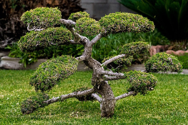 Sony a6000 sample photo. Bonsai photography