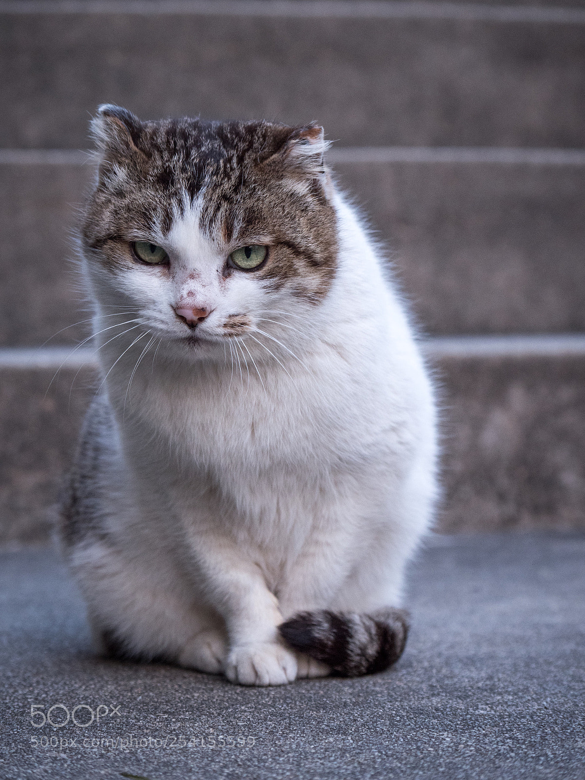 Panasonic Lumix DC-G9 sample photo. 귀가 짧은 고양이 photography