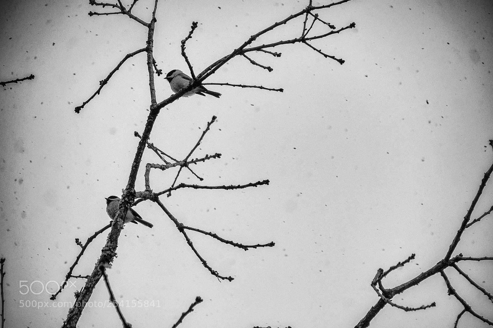 Nikon D5300 sample photo. Chickadees in the snow photography