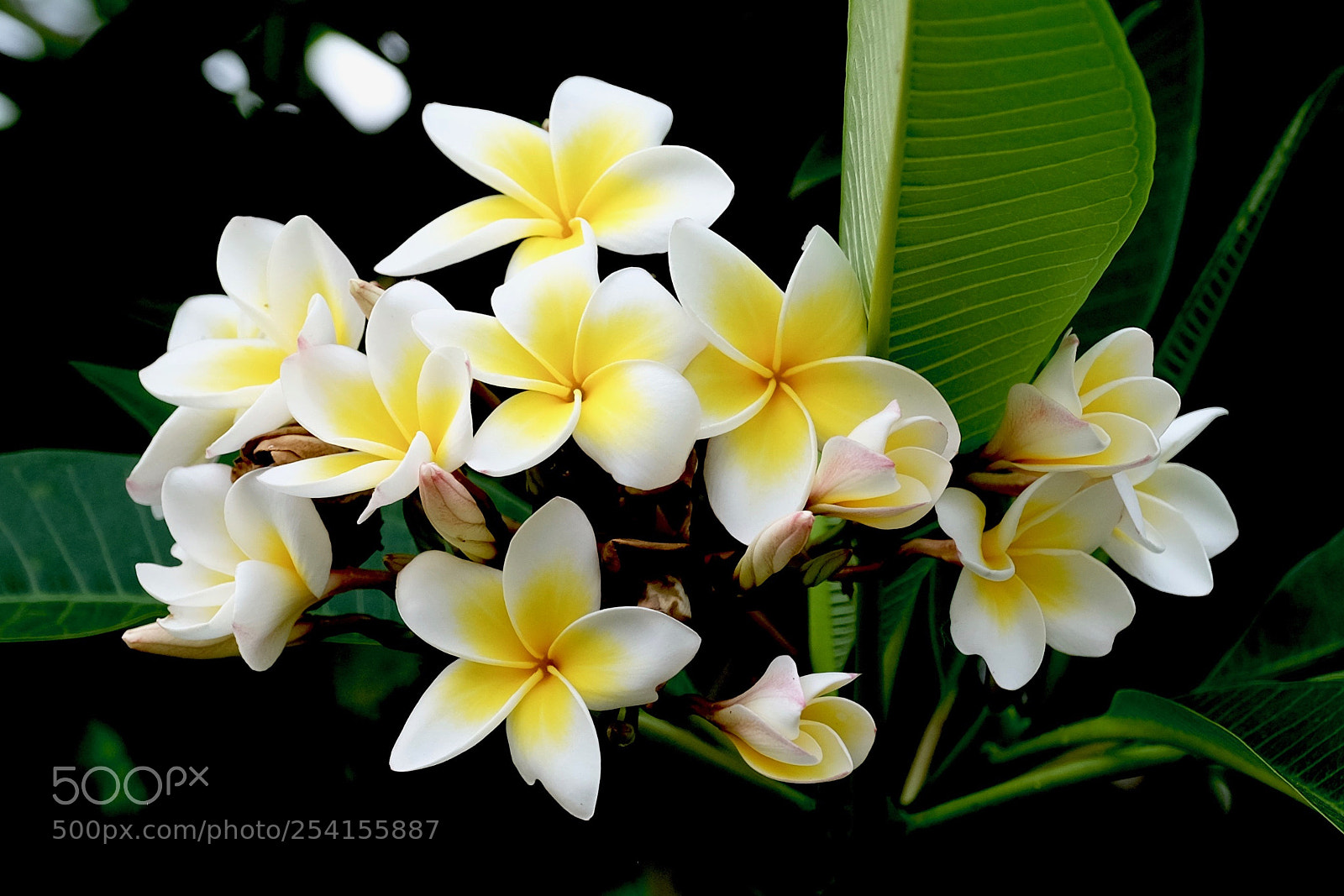 Fujifilm X-T1 sample photo. Frangipani flower photography