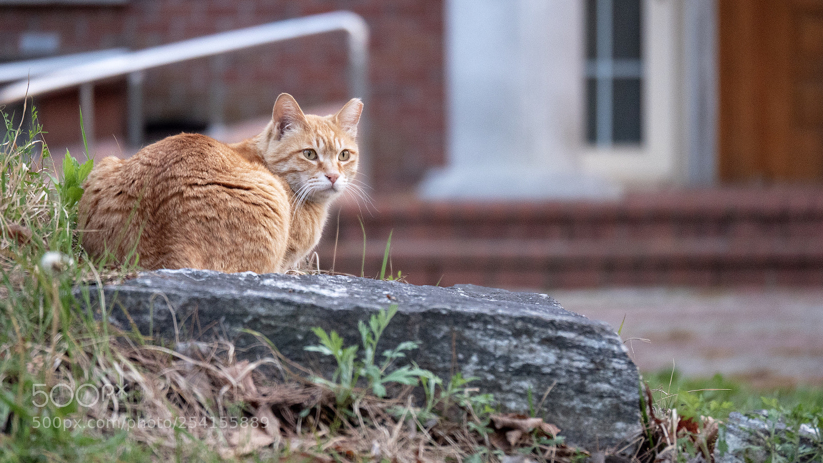 Panasonic Lumix DC-G9 sample photo. 바위에 앉은 고양이 photography