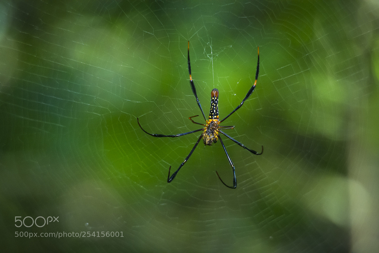 Nikon D7100 sample photo. This is spider photography