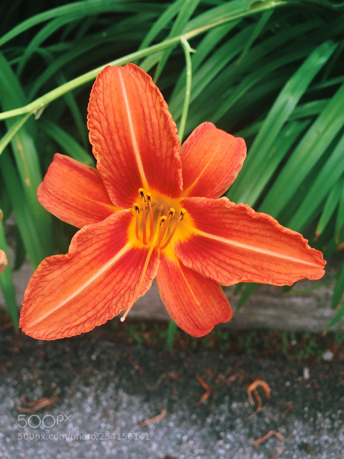 Apple iPhone 6 sample photo. Orange lily  photography