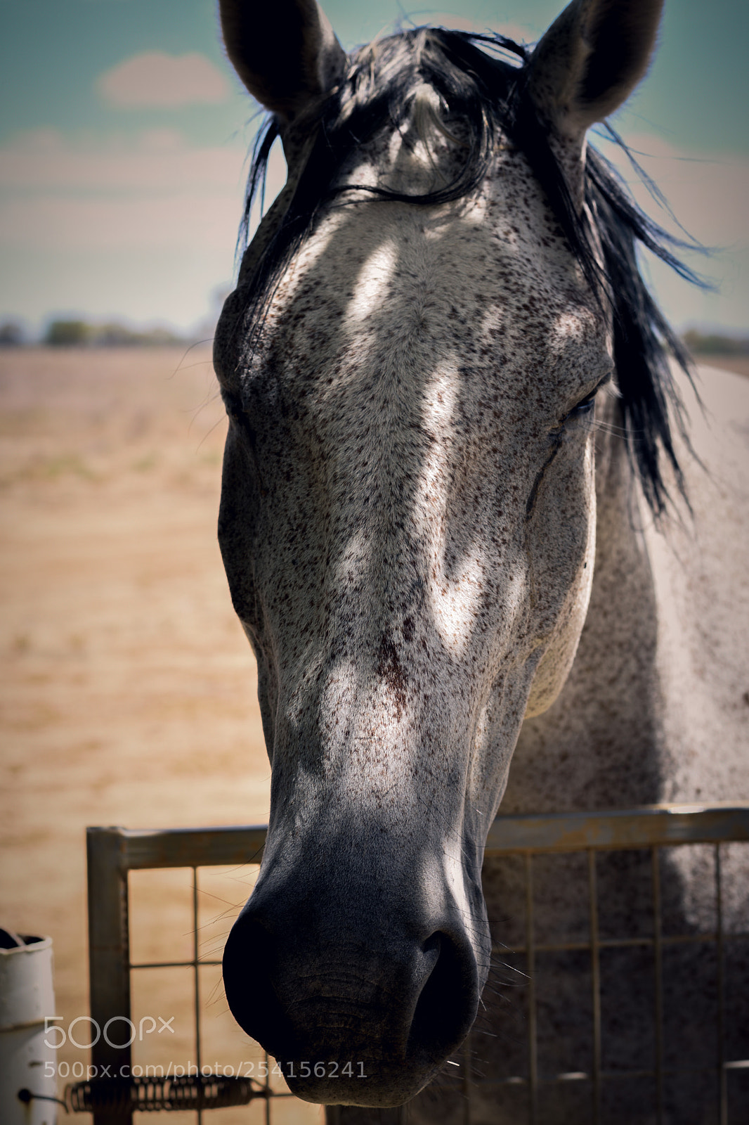 Nikon D3400 sample photo. Wild, wild horse photography