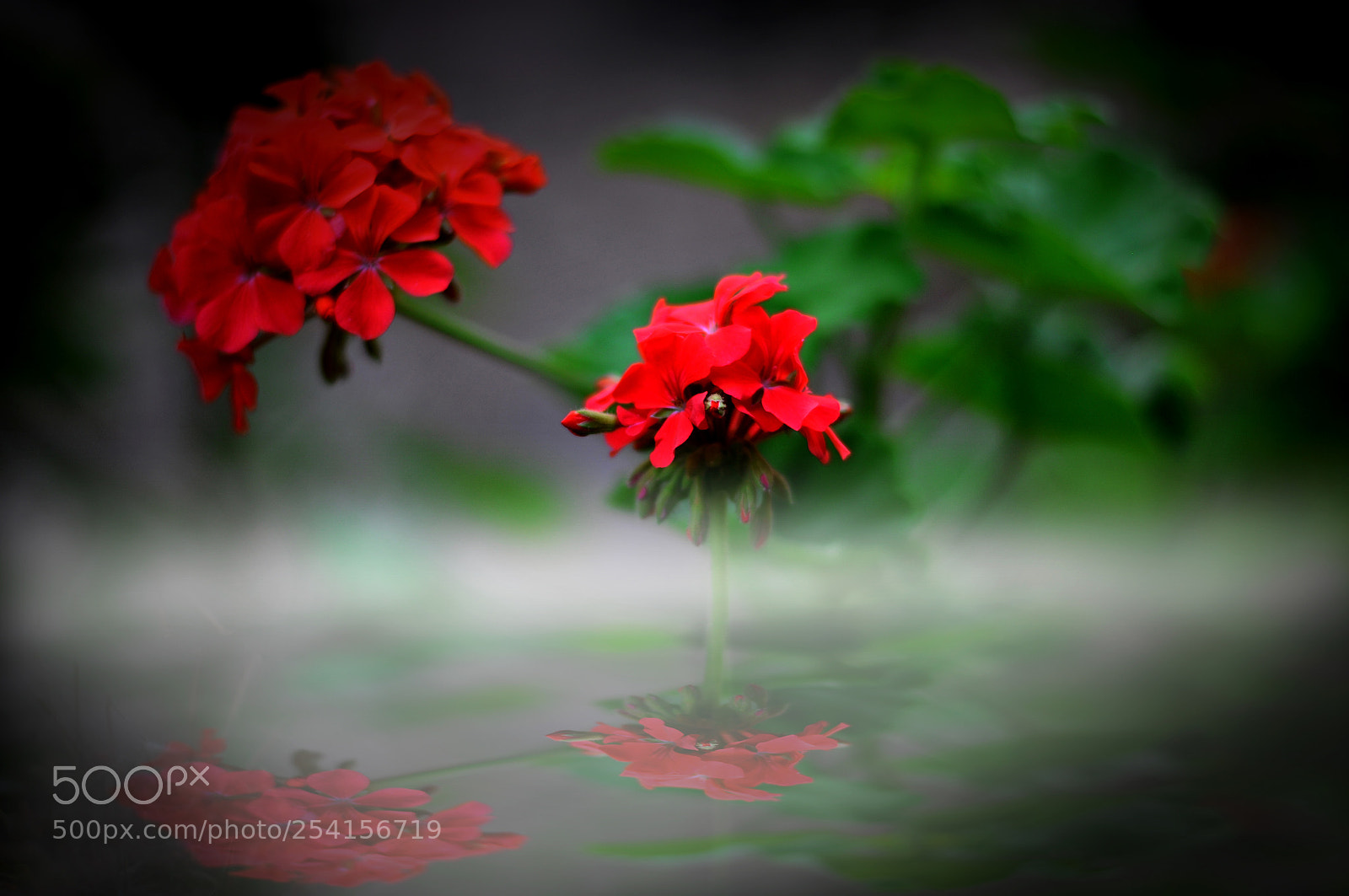 Nikon D300 sample photo. Flowers photography