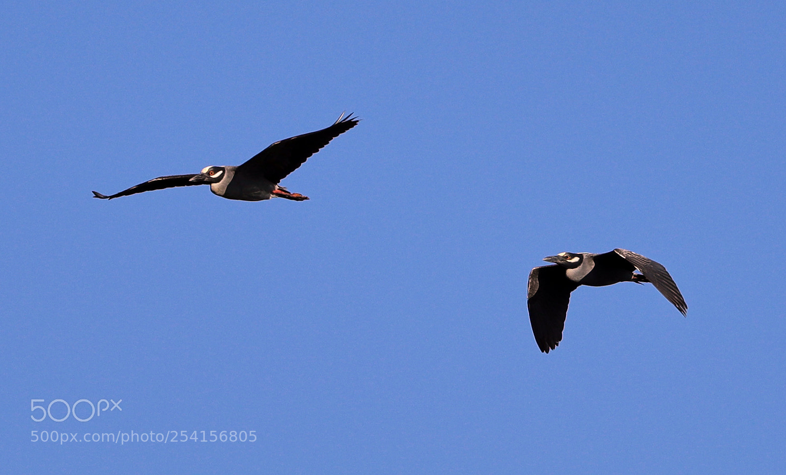 Canon EOS-1D X Mark II sample photo. 04-18-18-0013354.jpg photography