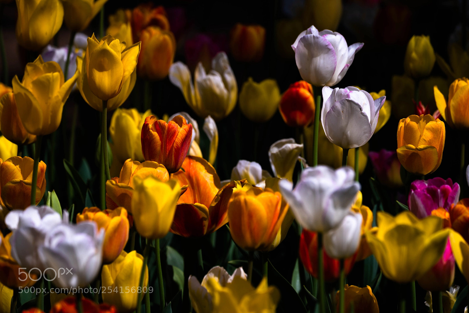 Sony a9 sample photo. Colors photography