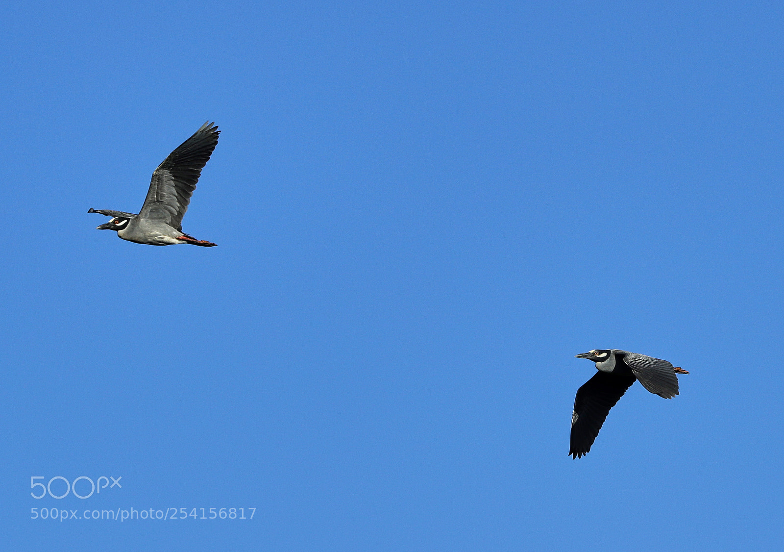 Canon EOS-1D X Mark II sample photo. 04-18-18-0013352.jpg photography