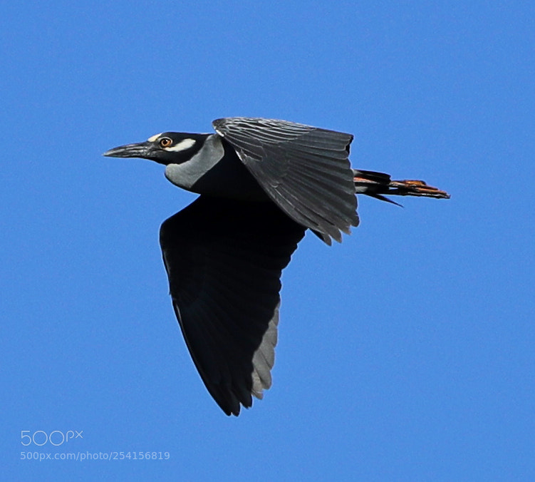 Canon EOS-1D X Mark II sample photo. 04-18-18-0013351.jpg photography