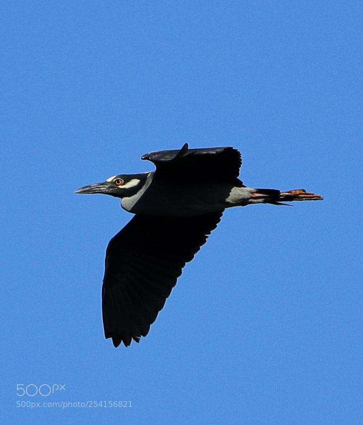 Canon EOS-1D X Mark II sample photo. 04-18-18-0013350 1.jpg photography