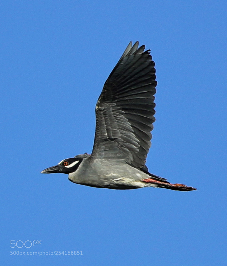 Canon EOS-1D X Mark II sample photo. 04-18-18-0013350.jpg photography
