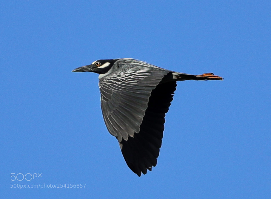 Canon EOS-1D X Mark II sample photo. 04-18-18-0013346.jpg photography