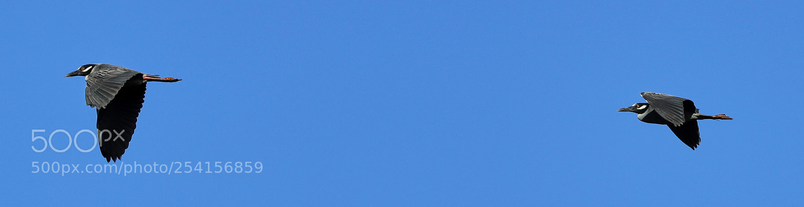 Canon EOS-1D X Mark II sample photo. 04-18-18-0013347.jpg photography