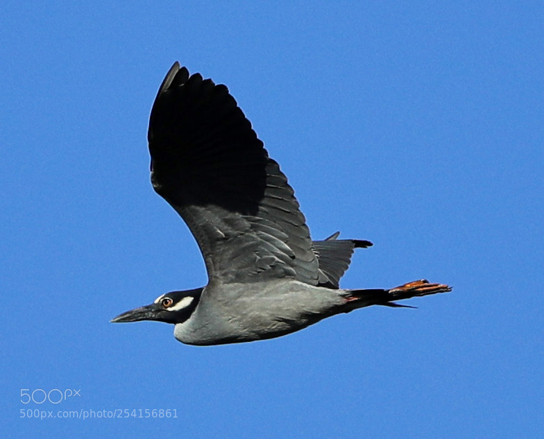Canon EOS-1D X Mark II sample photo. 04-18-18-0013345.jpg photography