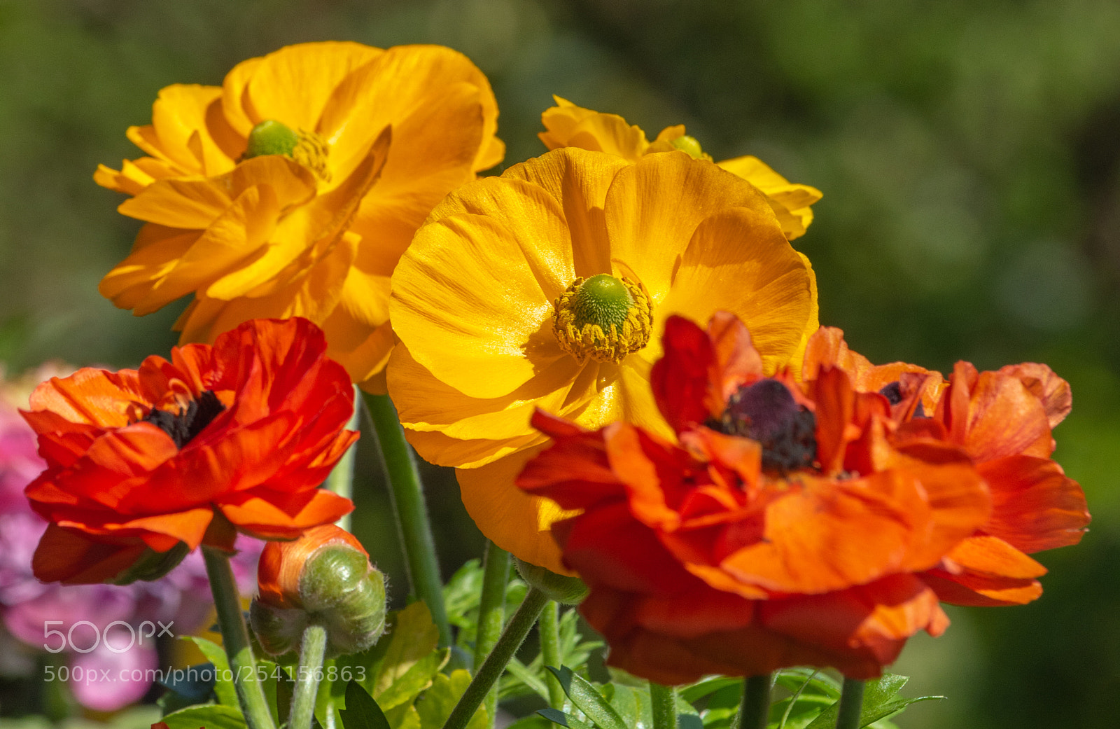 Nikon D810 sample photo. Spring colors photography