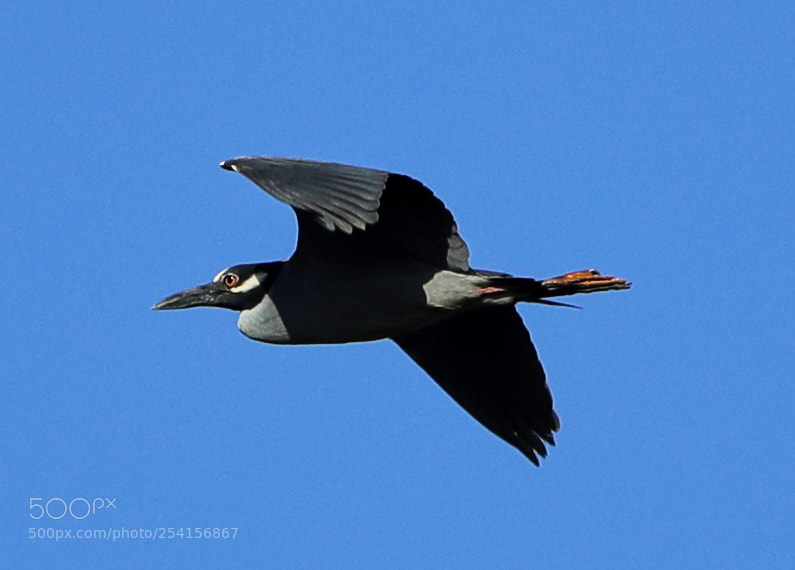 Canon EOS-1D X Mark II sample photo. 04-18-18-0013344.jpg photography