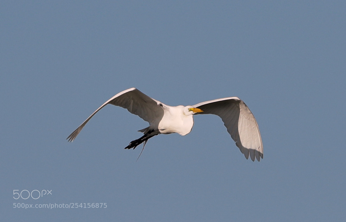 Canon EOS-1D X Mark II sample photo. 04-18-18-0013340.jpg photography