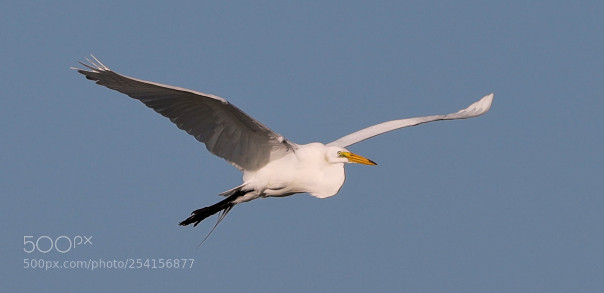 Canon EOS-1D X Mark II sample photo. 04-18-18-0013339.jpg photography
