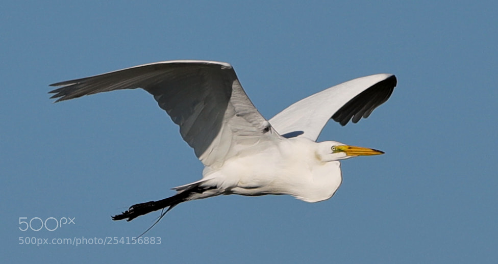 Canon EOS-1D X Mark II sample photo. 04-18-18-0013335.jpg photography