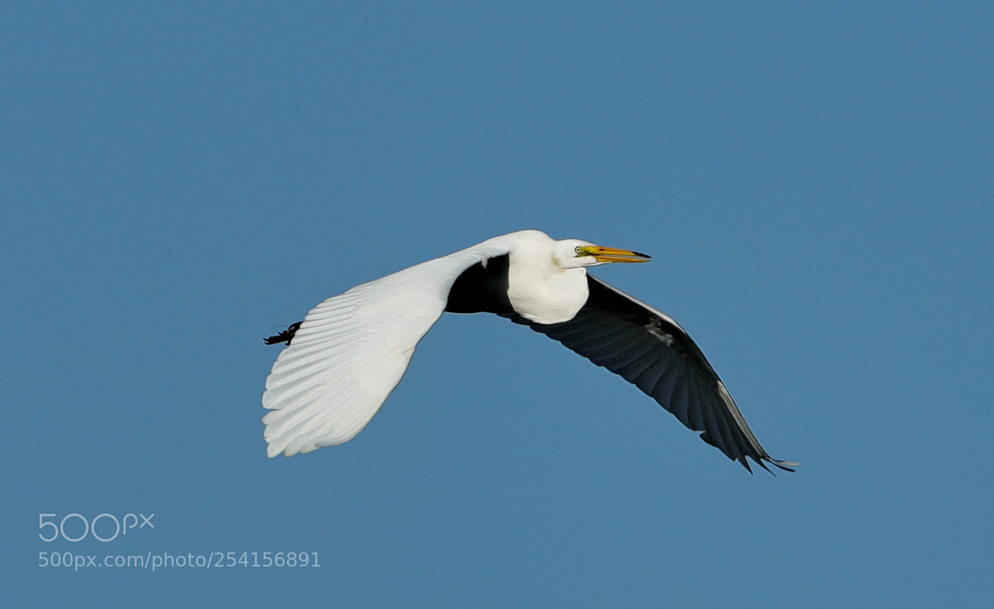 Canon EOS-1D X Mark II sample photo. 04-18-18-0013334.jpg photography