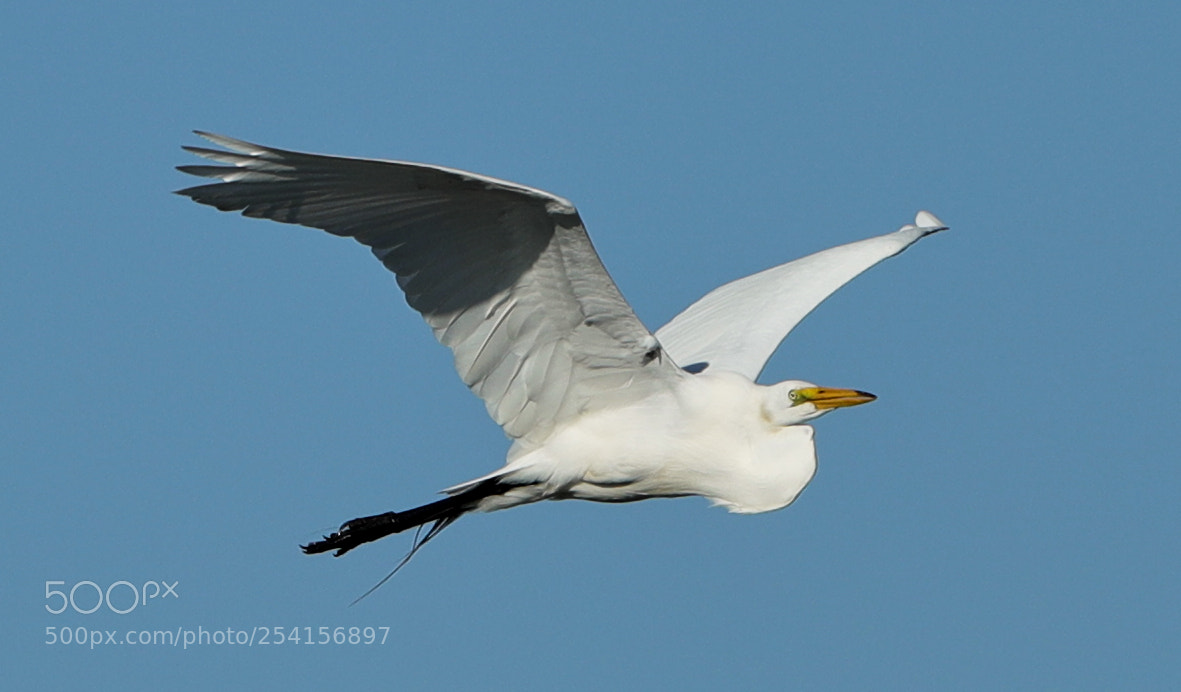 Canon EOS-1D X Mark II sample photo. 04-18-18-0013332.jpg photography