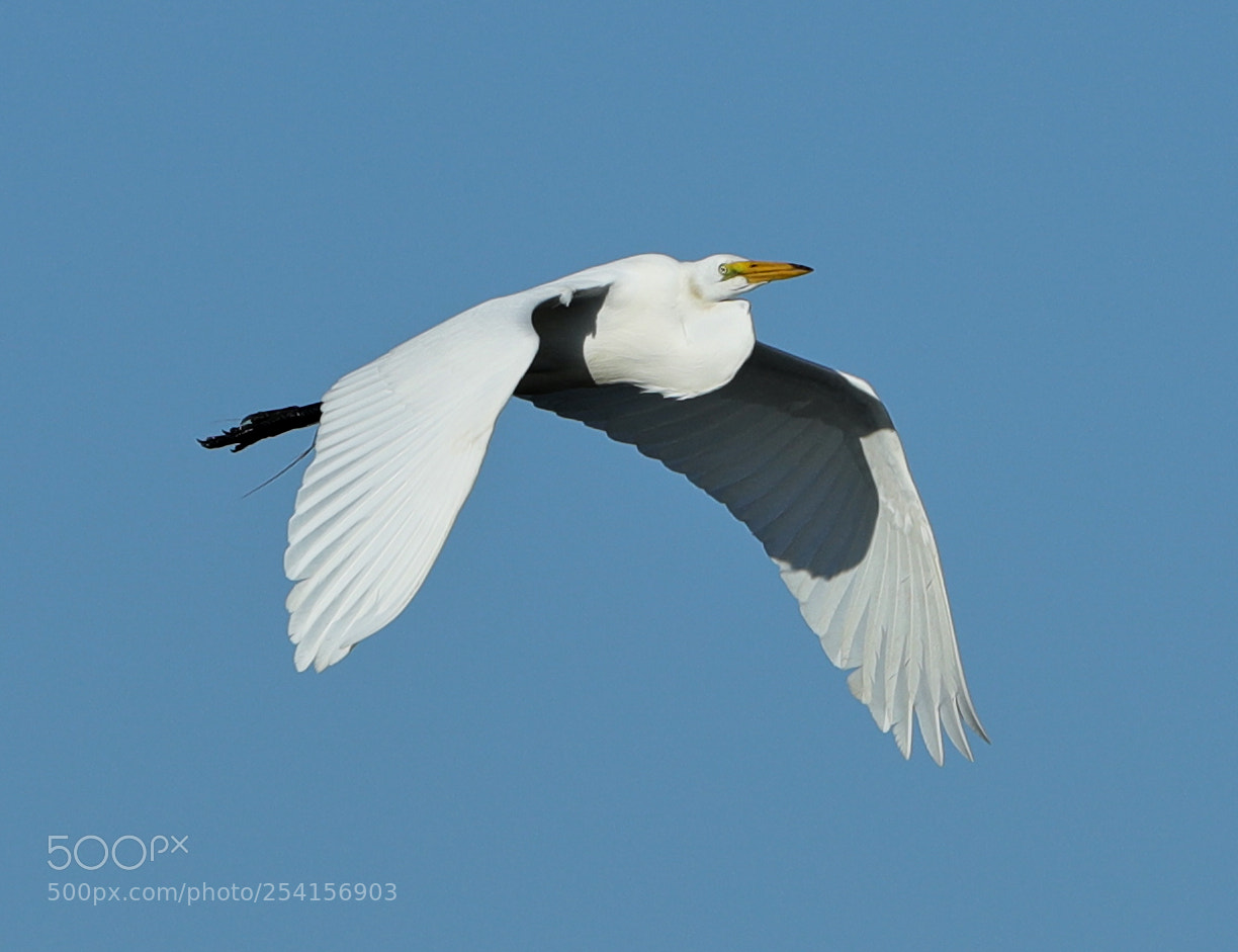 Canon EOS-1D X Mark II sample photo. 04-18-18-0013331.jpg photography