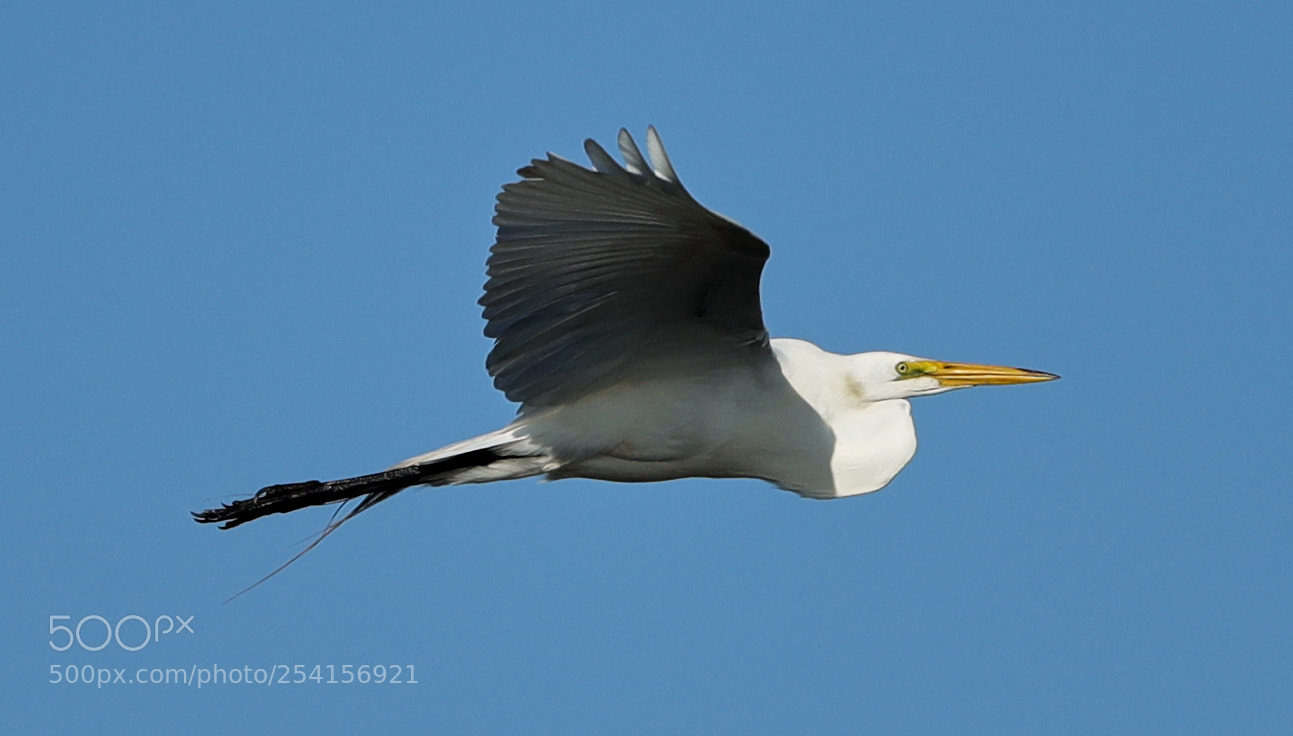 Canon EOS-1D X Mark II sample photo. 04-18-18-0013325.jpg photography