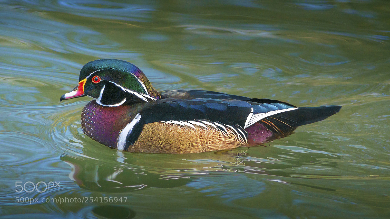 Nikon D800E sample photo. Woodduck photography